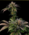 dinafem blue widow