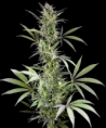 dinafem blue fruit