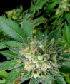 Dinafem Diesel